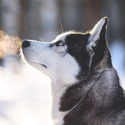 Profile Picture of Gage Watson (@GeraldShotgun) on Twitter