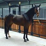 Profile Picture of Eleanor Coyle (@glenkeen_furnishings_ltd_) on Instagram