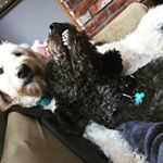 Profile Picture of Lori Carlsen (@doxiesndoodle) on Instagram