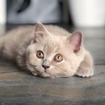 Profile Picture of D O B B Y ⚡️ (@dobbythebritishshorthair) on Instagram