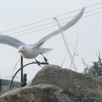 Profile Picture of Harry Nateqi (@harry-nateqi) on Quora