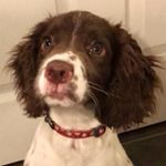 Profile Picture of Henry the Springer 🐾 (@springer.henry) on Instagram