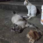 Profile Picture of Floyd, Lulu e Owen (@pets_flo) on Instagram