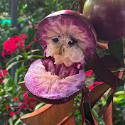 Profile Picture of Veliyath Gardens (@veliyathgardens) on Youtube