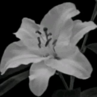 Profile Picture of ᎯUᏆUℳℕ (@autumn_pytell360) on Tiktok