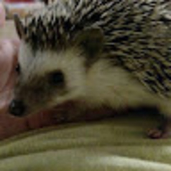 Profile Picture of Tracey Bolduc (@tabolduc) on Poshmark