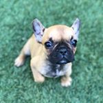 Profile Picture of Sidney Vicious Gordon (@sidviciousfrenchie) on Instagram