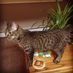 Profile Picture of Huey (@a_kitty_cat_named_huey) on Instagram