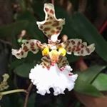 Profile Picture of Carol Crain (@carol_crain) on Instagram