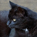 Profile Picture of Gordontheblues (@gordontheblues) on Flickr