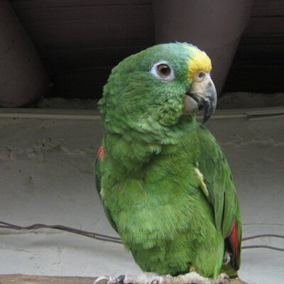Profile Picture of Augusto Arango (@augusto_arango) on Twitter