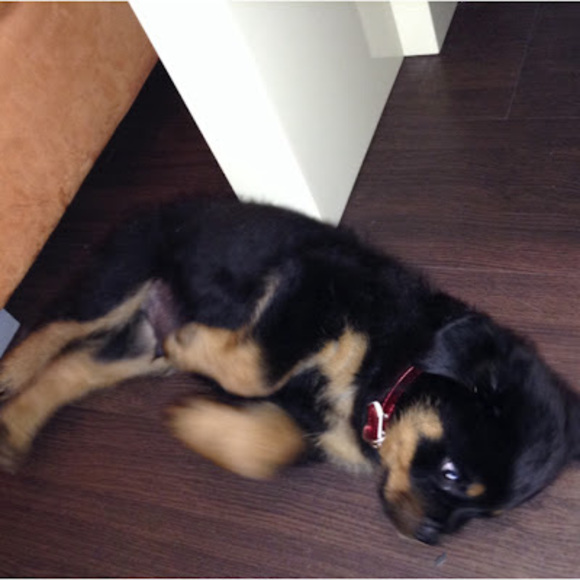 Profile Picture of Aisha Alvarado-bernard (@aaaisha303) on Poshmark