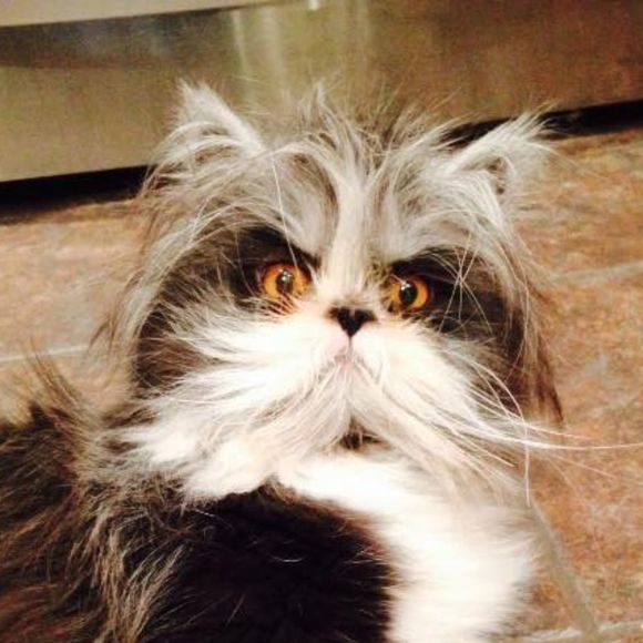 Profile Picture of Rachael Barron (@thirdstonefree) on Poshmark