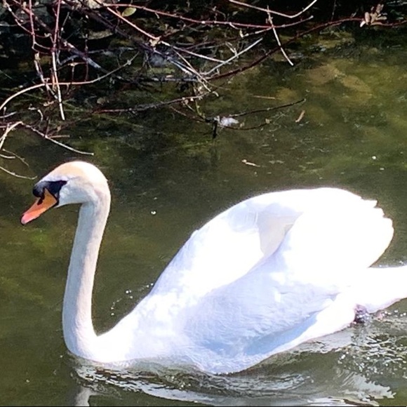 Profile Picture of Claire Pelican (@wespelican) on Poshmark