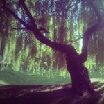 Paul Lacourse - Instagram Profile Picture of Paul Lacourse (@muchskyhinch) on Instagram