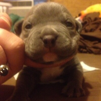 Profile Picture of Jason Anaya (@jasonanaya30) on Twitter
