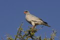 Profile Picture of Pale chanting goshawkon Wikipedia