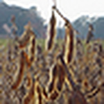 Profile Picture of David Holshouser (@virginia soybean) on Flickr