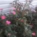 Profile Picture of Cindy Crable (@gj37232) on Pinterest
