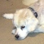 Profile Picture of Craig Crowell (@macdog_2013) on Instagram