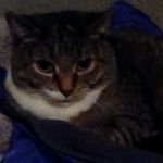 Profile Picture of justin riegel (@blitzkid_204) on Instagram