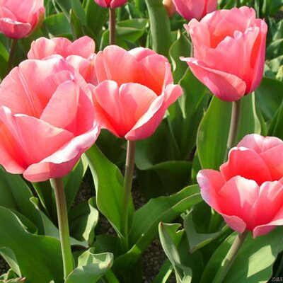 Profile Picture of FADEL ASMA (@AMA198) on Twitter