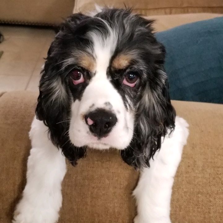 Profile Picture of Marc Anthony Cesario (@thecellfather) on Tiktok