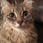 Profile Picture of Ghada Ibrahim (@leakittykat) on Instagram