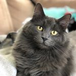 Profile Picture of Benny Miles (@bennysstory) on Instagram