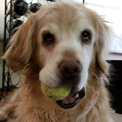 Profile Picture of Steve Absalonson (@Spednsteve) on Twitter