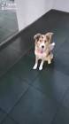 Profile Picture of   Border.collie... (@toni.bordercollie) on Tiktok