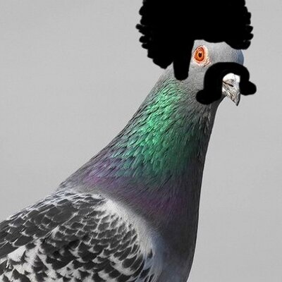 Profile Picture of Paul Steele (@PigeonPaulS) on Twitter