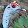 Profile Picture of Ross Schaefer (@schaeferross) on Flickr