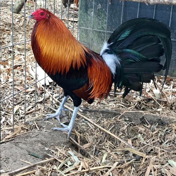 Profile Picture of Jose Licea (@taliban295) on Poshmark