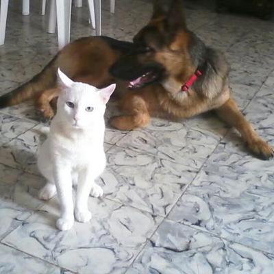 Profile Picture of Sanson Y Paquito (@sam_y_paquito) on Twitter