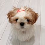 Profile Picture of 🍒ララ (@lara_shiina.apple) on Instagram