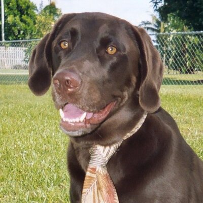 Profile Picture of Elizabeth Scott (@MonstrousMerle) on Twitter