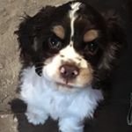 Profile Picture of Iris Sharpe (@olie_awefulson) on Instagram