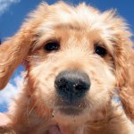 Profile Picture of Clark Pearce (@clark_the_goldendoodle) on Instagram