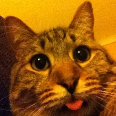 Profile Picture of Steven Bergman (@jamesmtbkr) on Twitter