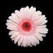 Profile Picture of Cina Rigor (@Dukigurl) on Pinterest