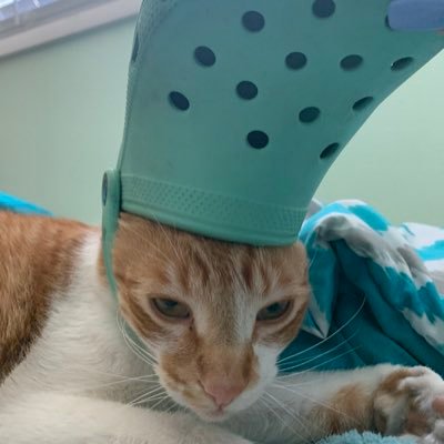 Profile Picture of Isabel Robertson (@isabelr0bertson) on Twitter