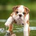 Profile Picture of Bethel Reimer (@bethelr1) on Pinterest