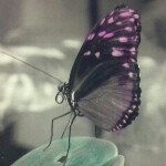 Profile Picture of Corey Sauro-Brill (@scrappincorey) on Instagram