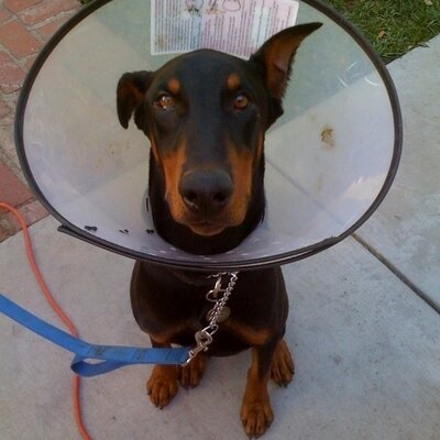 Profile Picture of Brian Meng (@MrMENGatron) on Twitter