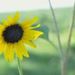 Profile Picture of Sarah Schneiderwind (@sschneiderwind) on Pinterest