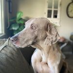 Profile Picture of Andrea Koslosky (@adconley) on Instagram