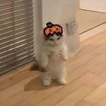 Profile Picture of Alina Morris (@average.cheesecake.enjoyer) on Instagram