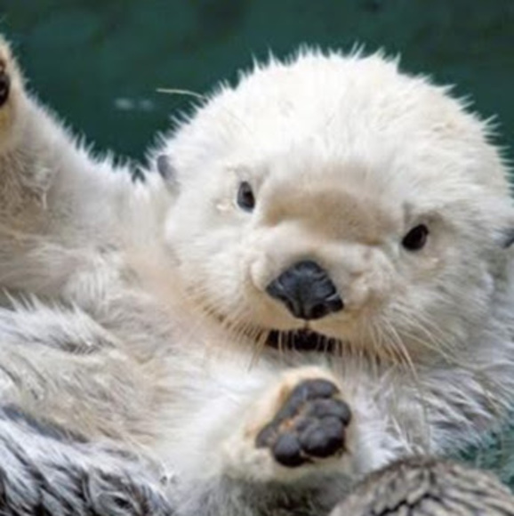 Profile Picture of Ana júlia Diniz (@a_diniz) on Poshmark