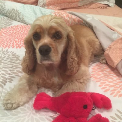 Profile Picture of Barbara Lawrence (@BABL1998) on Twitter